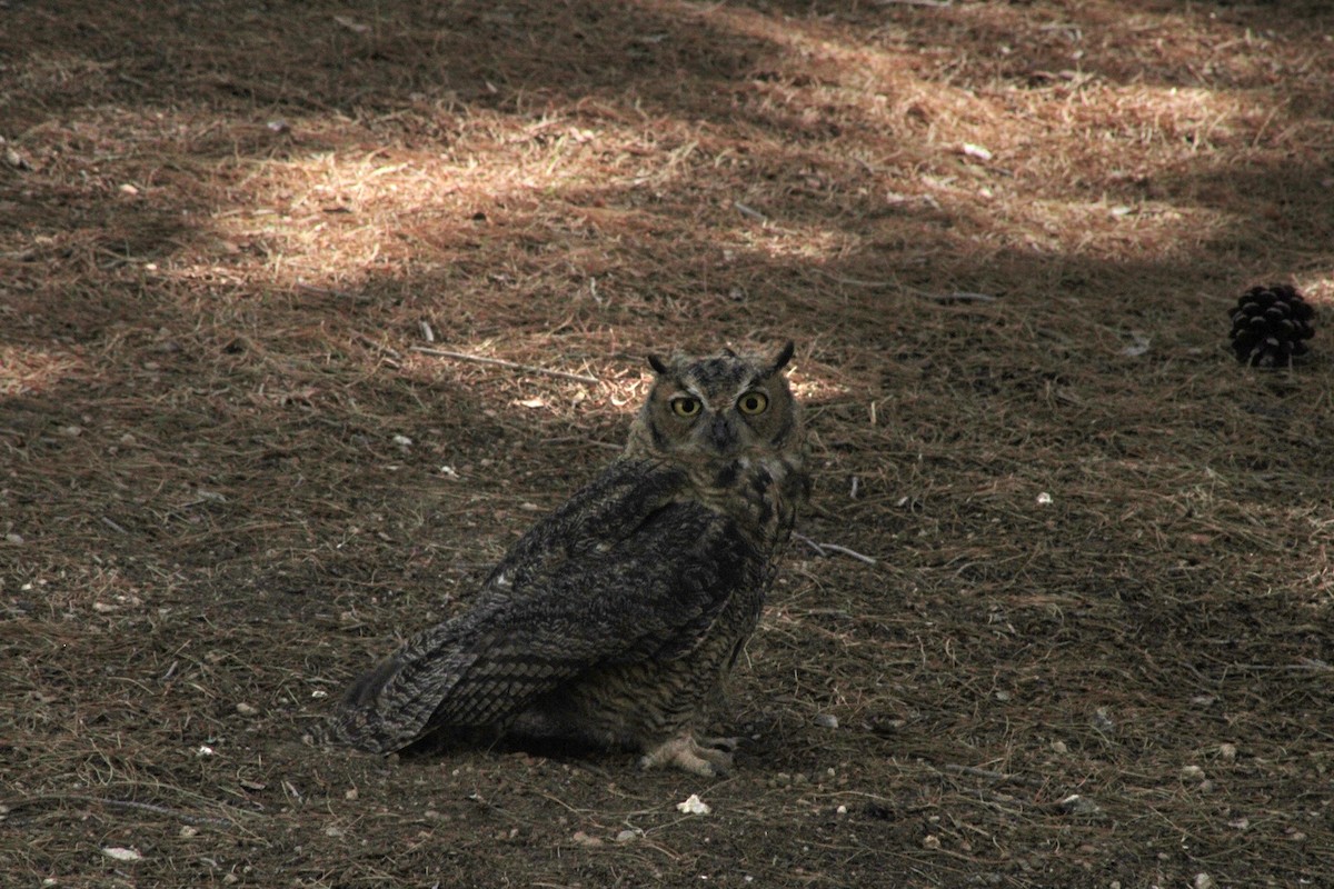 Great Horned Owl - ML620977939