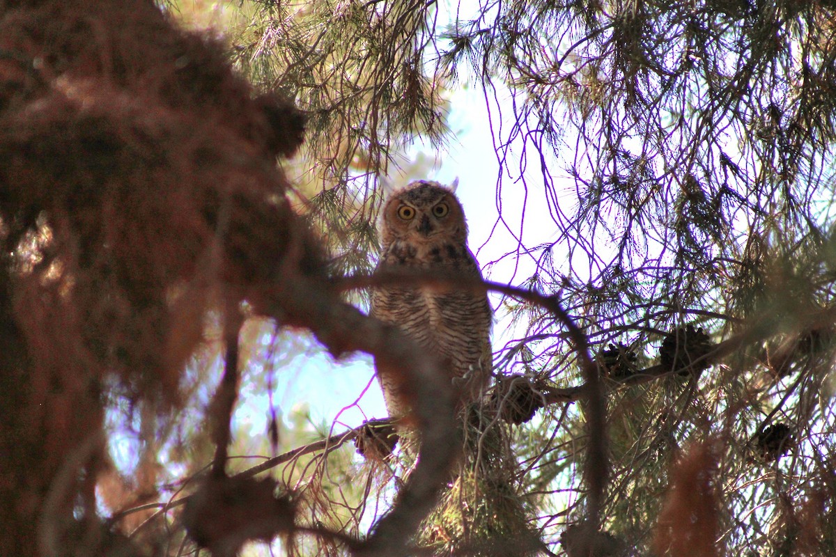 Great Horned Owl - ML620977940