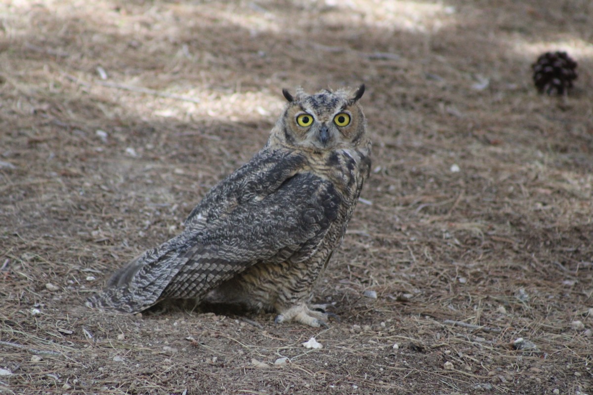 Great Horned Owl - ML620977941