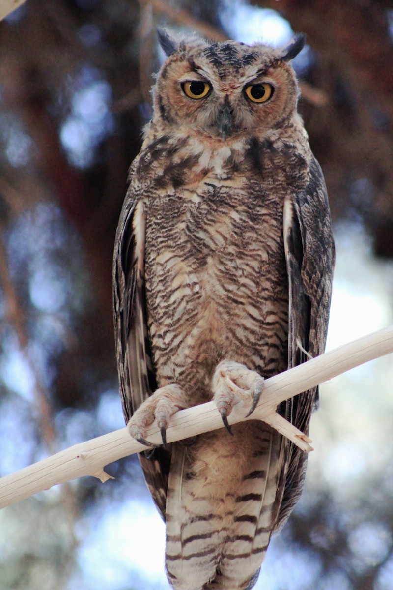 Great Horned Owl - ML620977942