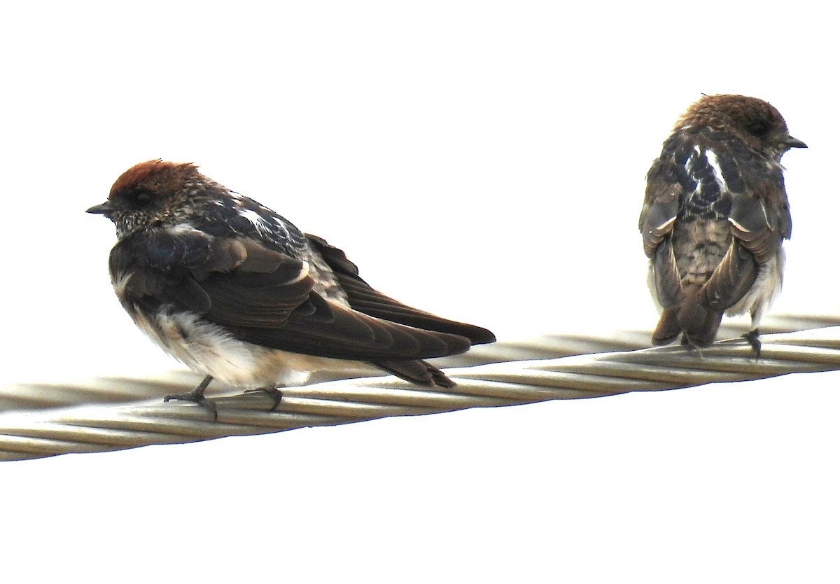 Streak-throated Swallow - Murari Varma