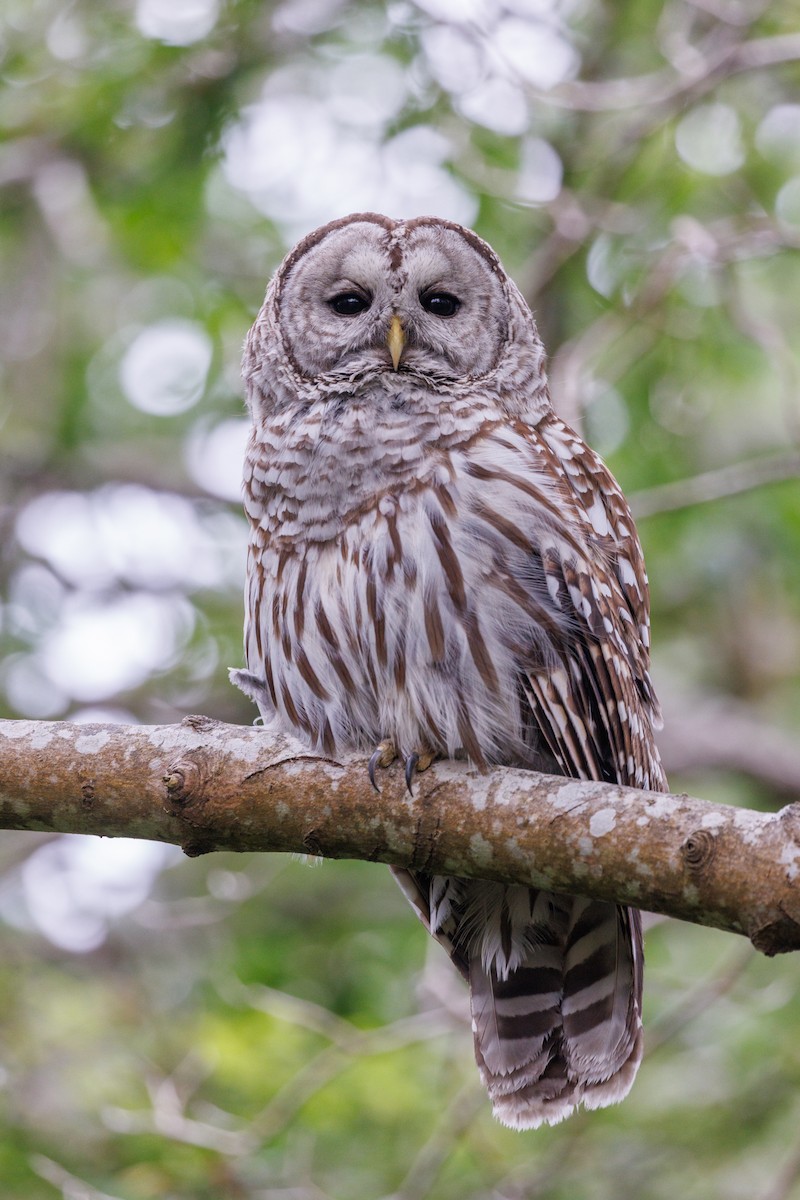 Barred Owl - ML620977959