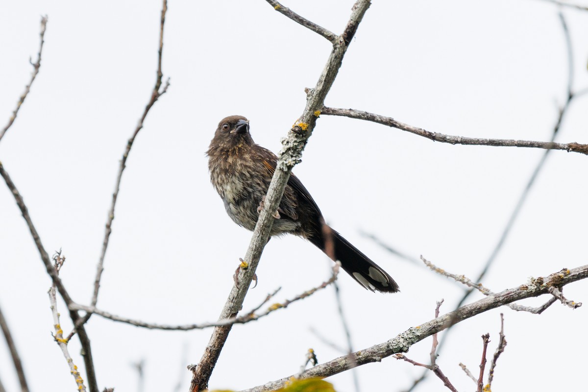Spotted Towhee - ML620977963