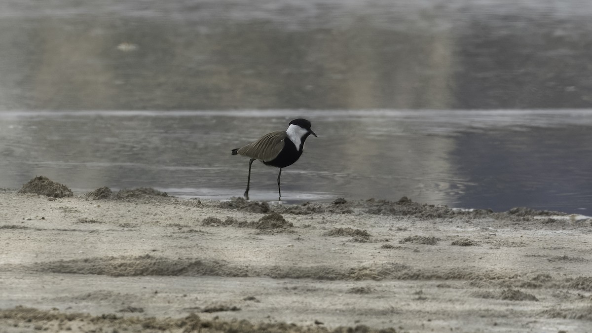 Spur-winged Lapwing - ML620977976