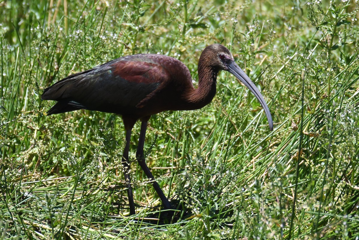 White-faced Ibis - Colin Dillingham