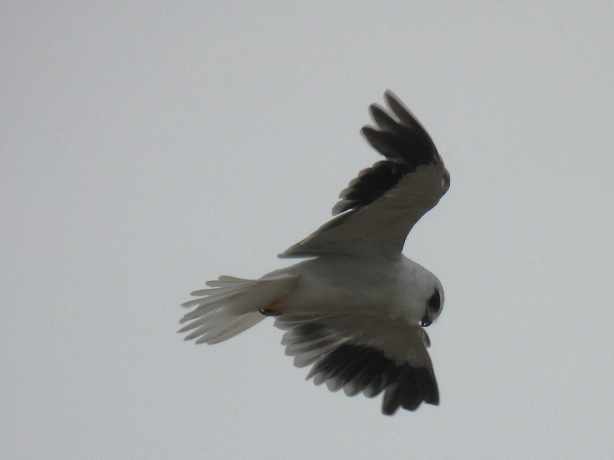Black-winged Kite - Murari Varma