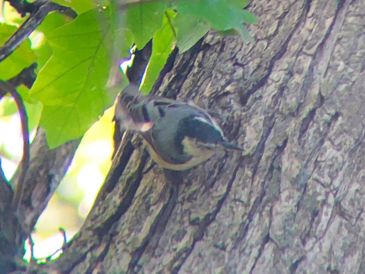White-breasted Nuthatch - ML620977990