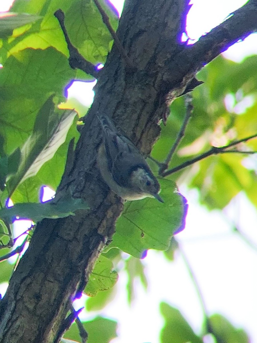 White-breasted Nuthatch - ML620977995
