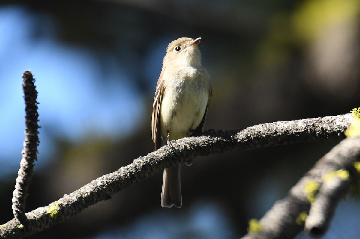 Least Flycatcher - ML620977998