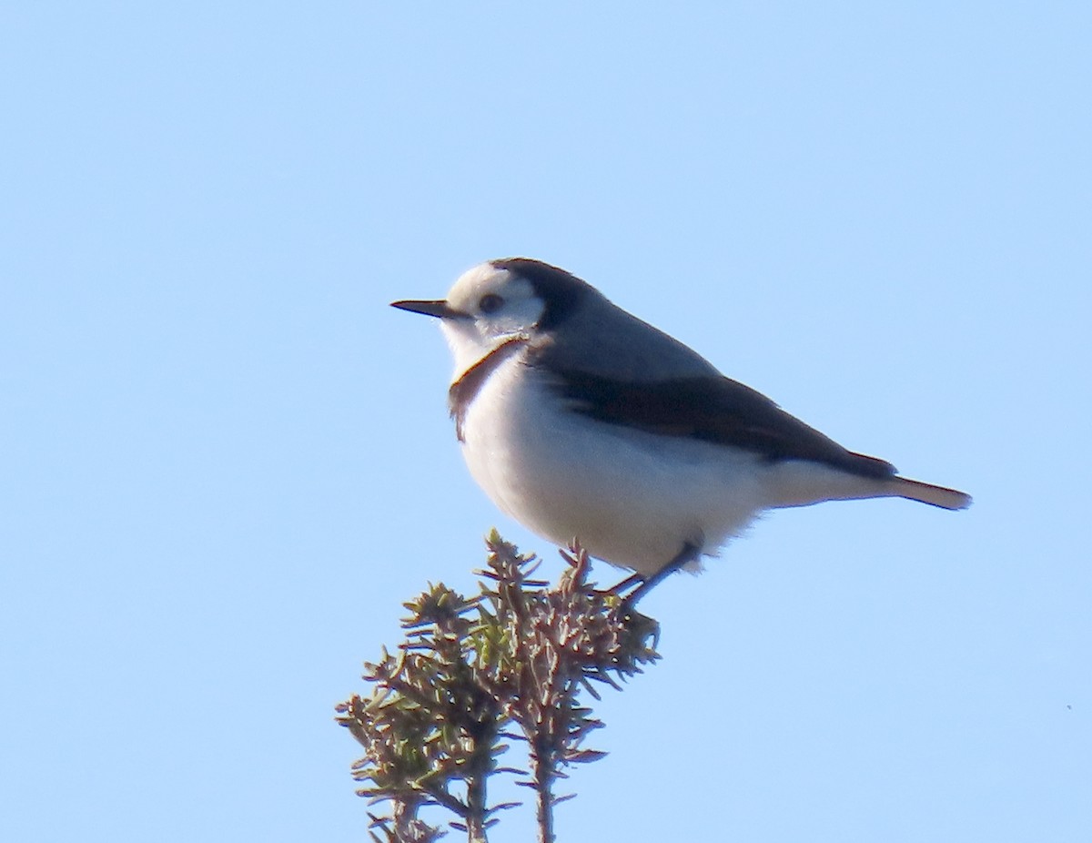 White-fronted Chat - ML620978019
