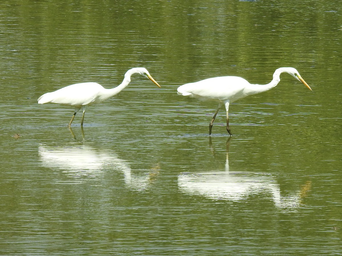 Great Egret - ML620978023