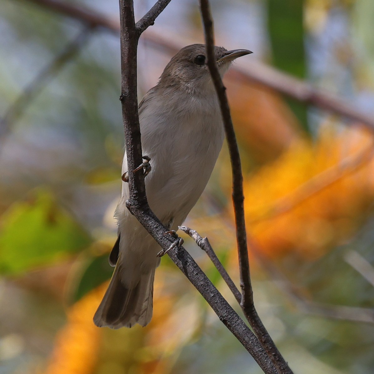 Rufous-throated Honeyeater - ML620978028