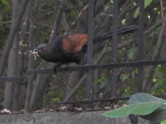 Greater Coucal - ML620978030
