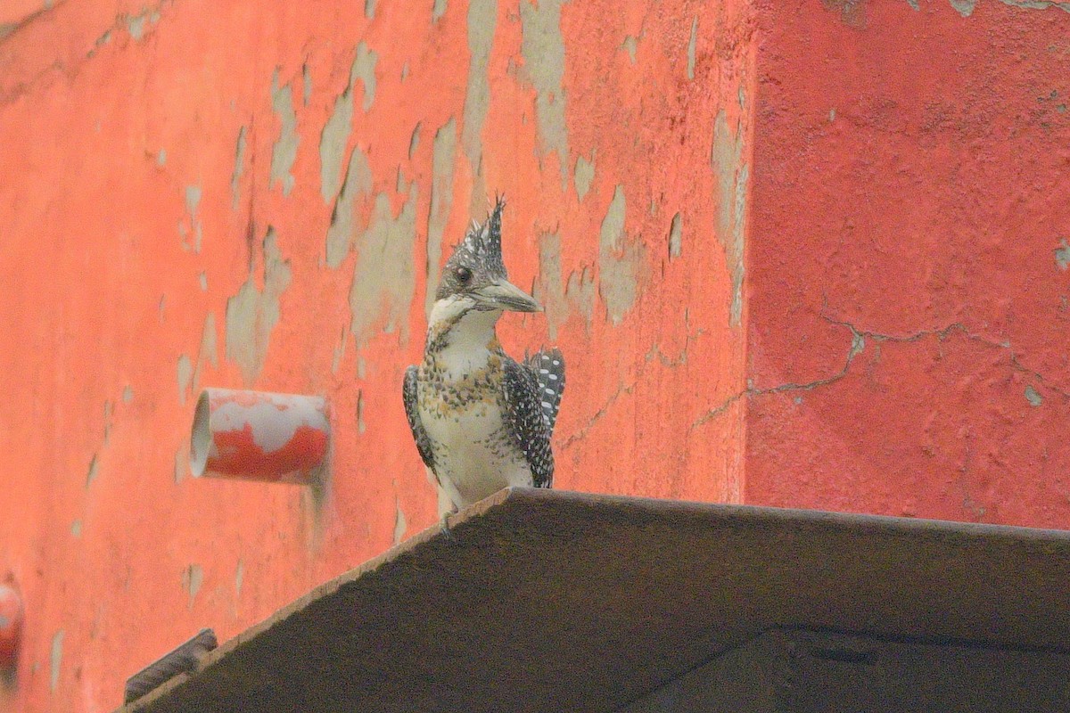 Crested Kingfisher - ML620978057