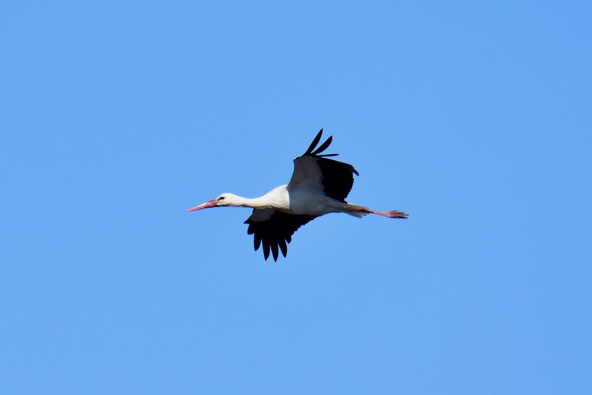White Stork - ML620978067