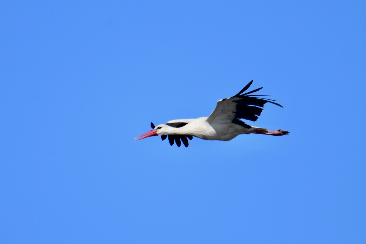 White Stork - ML620978069