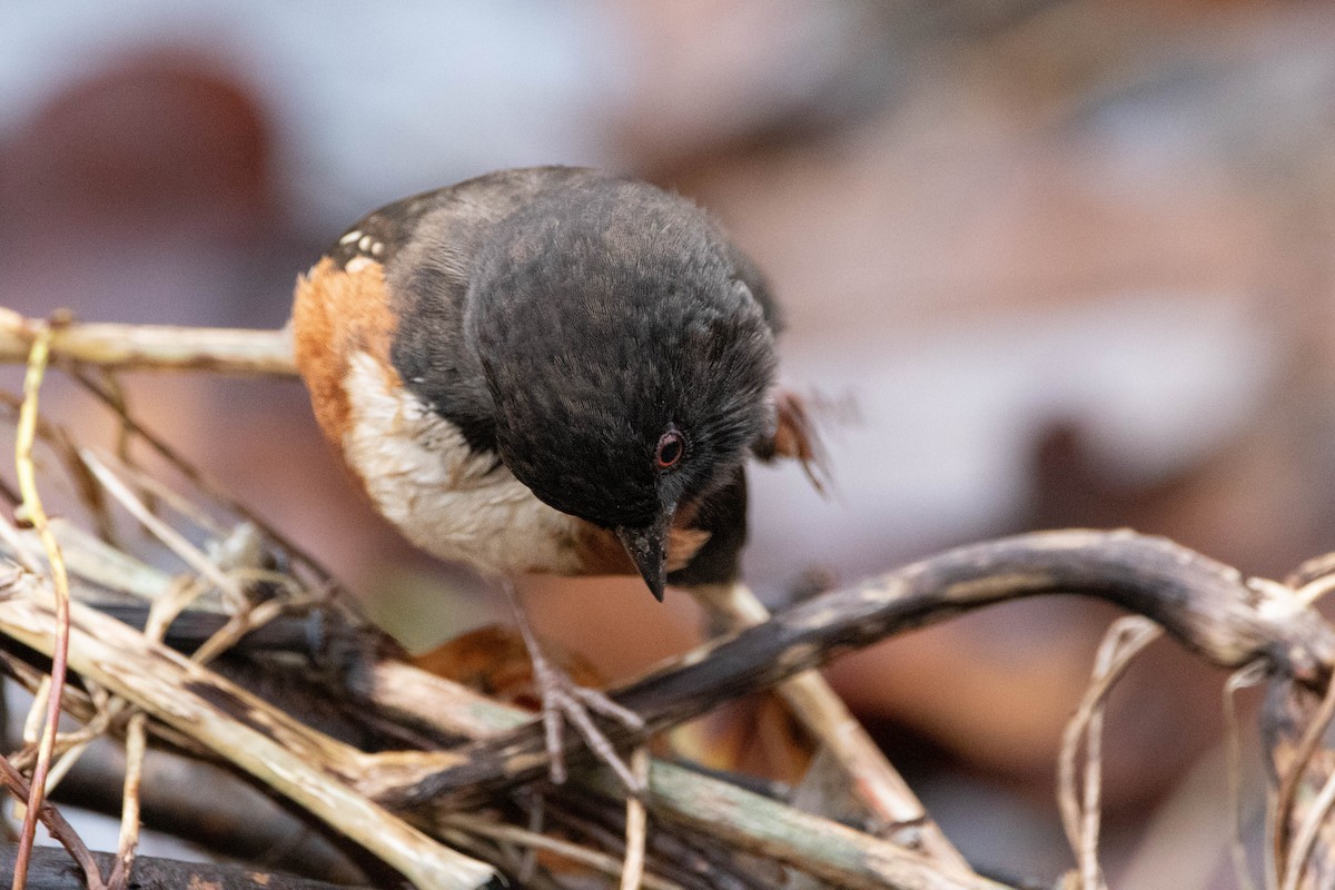 Spotted Towhee - ML620978070