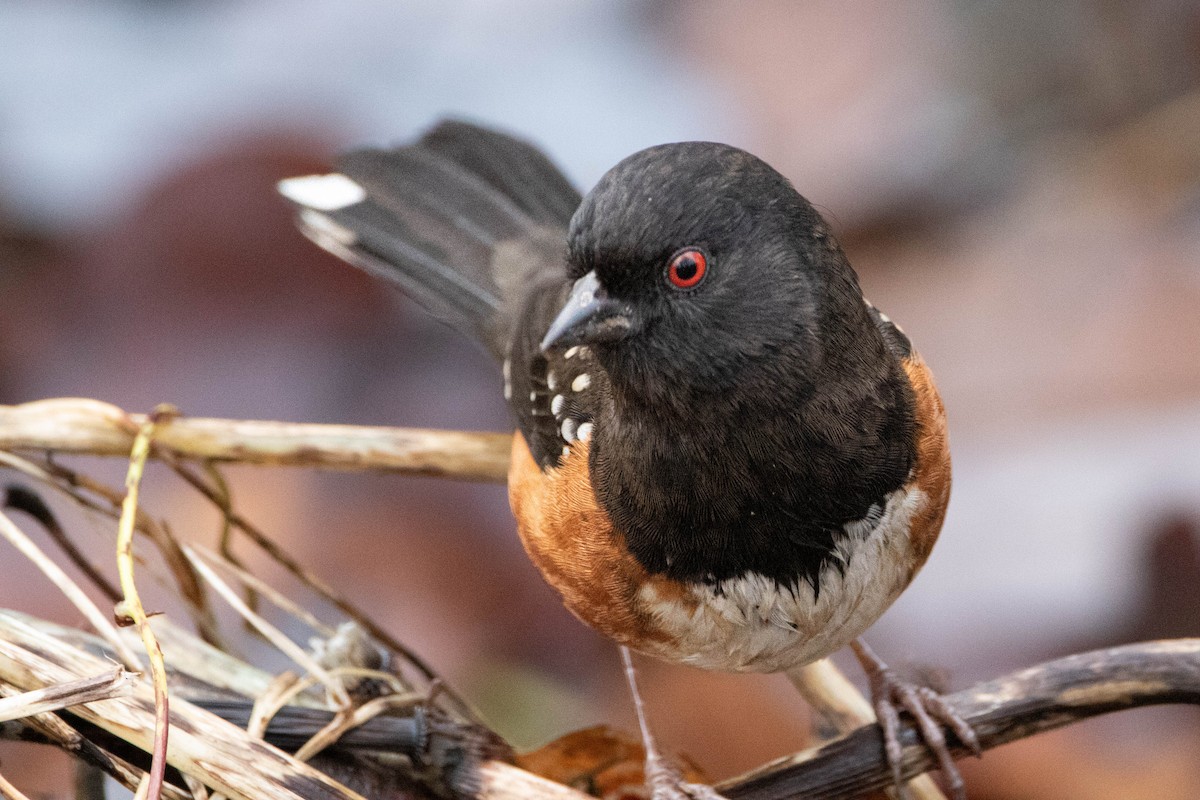 Spotted Towhee - ML620978071