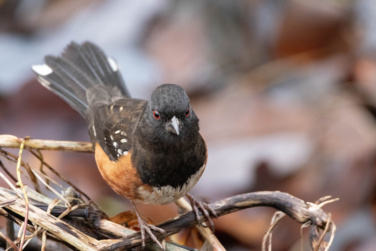 Spotted Towhee - ML620978072