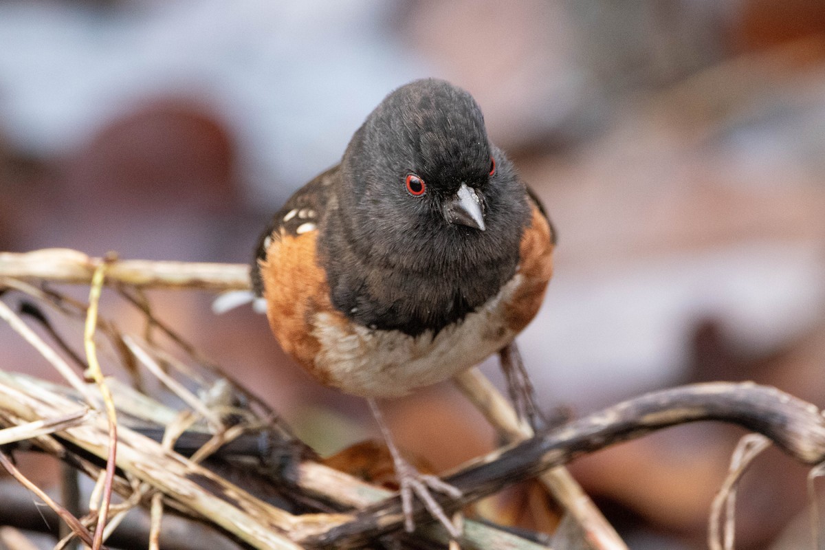 Spotted Towhee - ML620978073