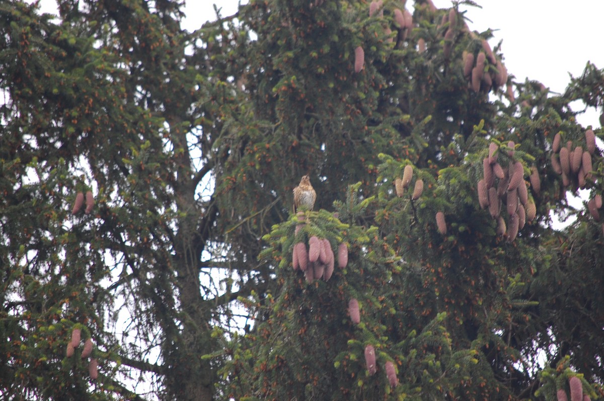 Song Thrush - ML620978076