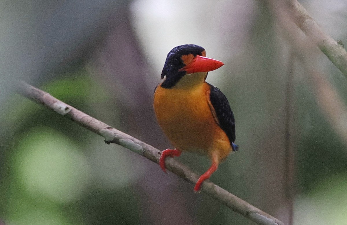 Moluccan Dwarf-Kingfisher (Seram) - ML620978077