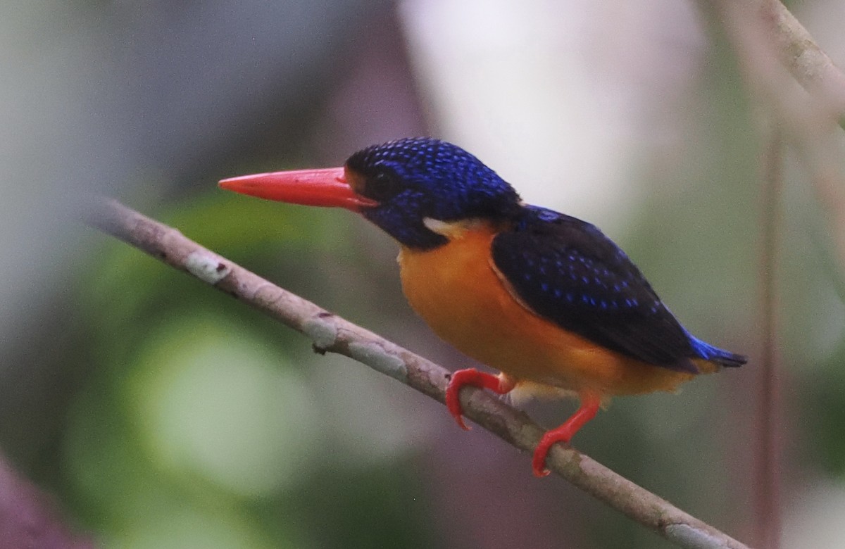 Moluccan Dwarf-Kingfisher (Seram) - ML620978078