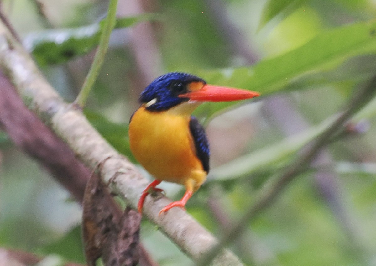Moluccan Dwarf-Kingfisher (Seram) - ML620978079