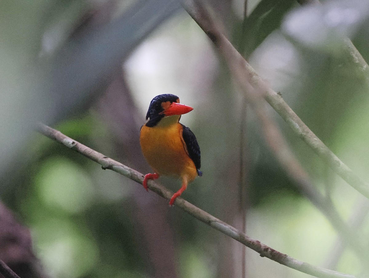 Moluccan Dwarf-Kingfisher (Seram) - ML620978080
