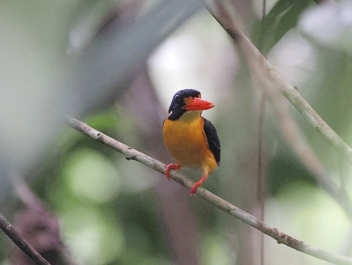 Moluccan Dwarf-Kingfisher (Seram) - ML620978081