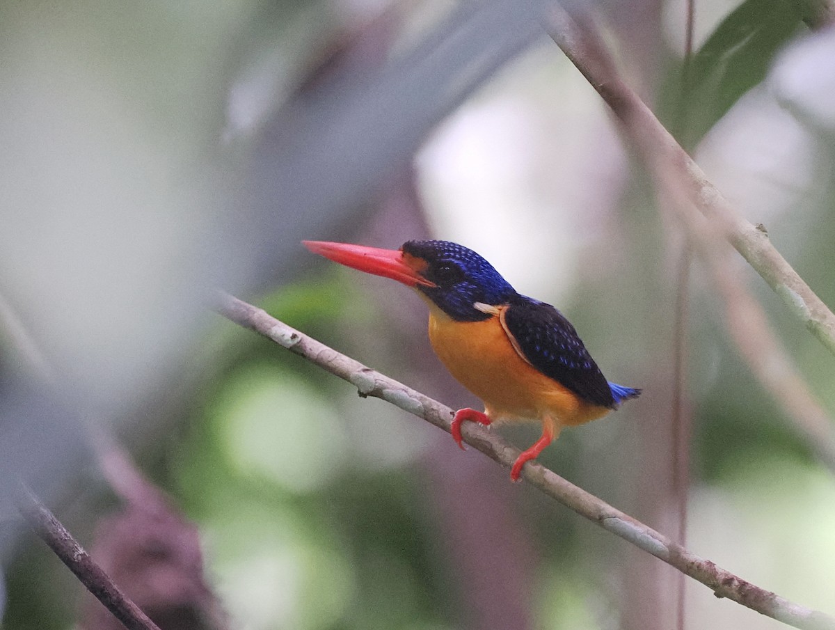 Moluccan Dwarf-Kingfisher (Seram) - ML620978082