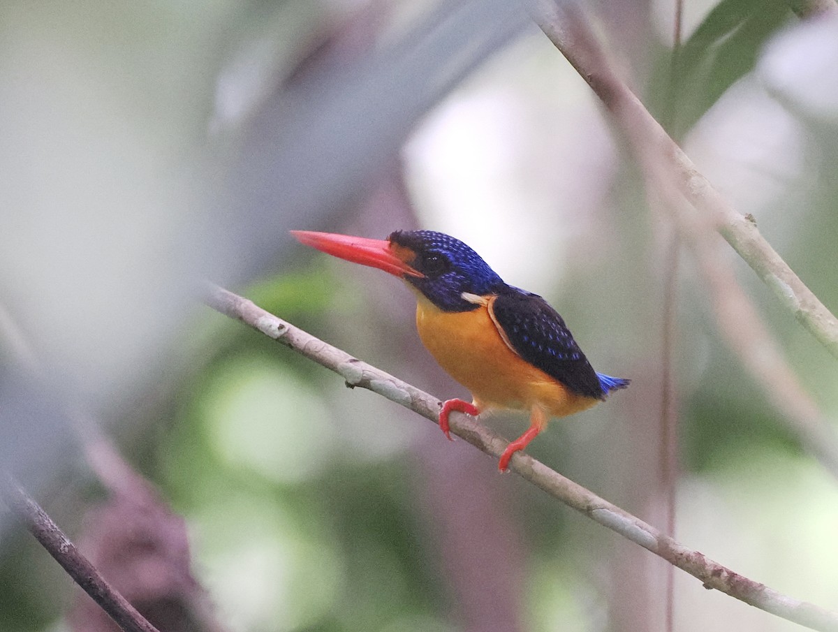 Moluccan Dwarf-Kingfisher (Seram) - ML620978083