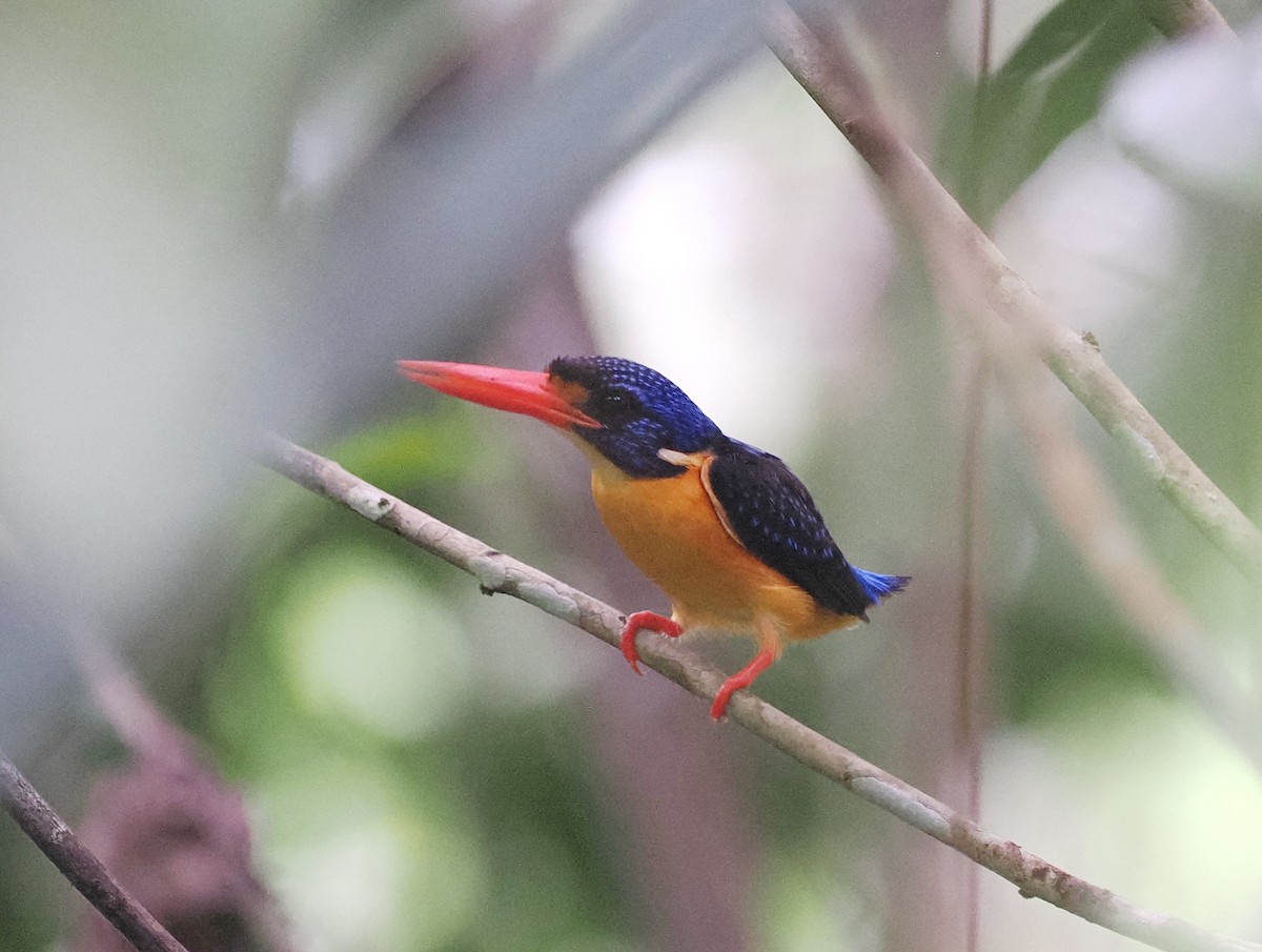 Moluccan Dwarf-Kingfisher (Seram) - ML620978084