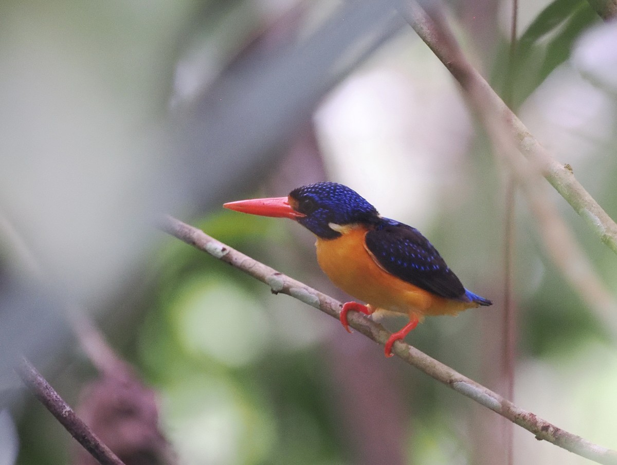 Moluccan Dwarf-Kingfisher (Seram) - ML620978085