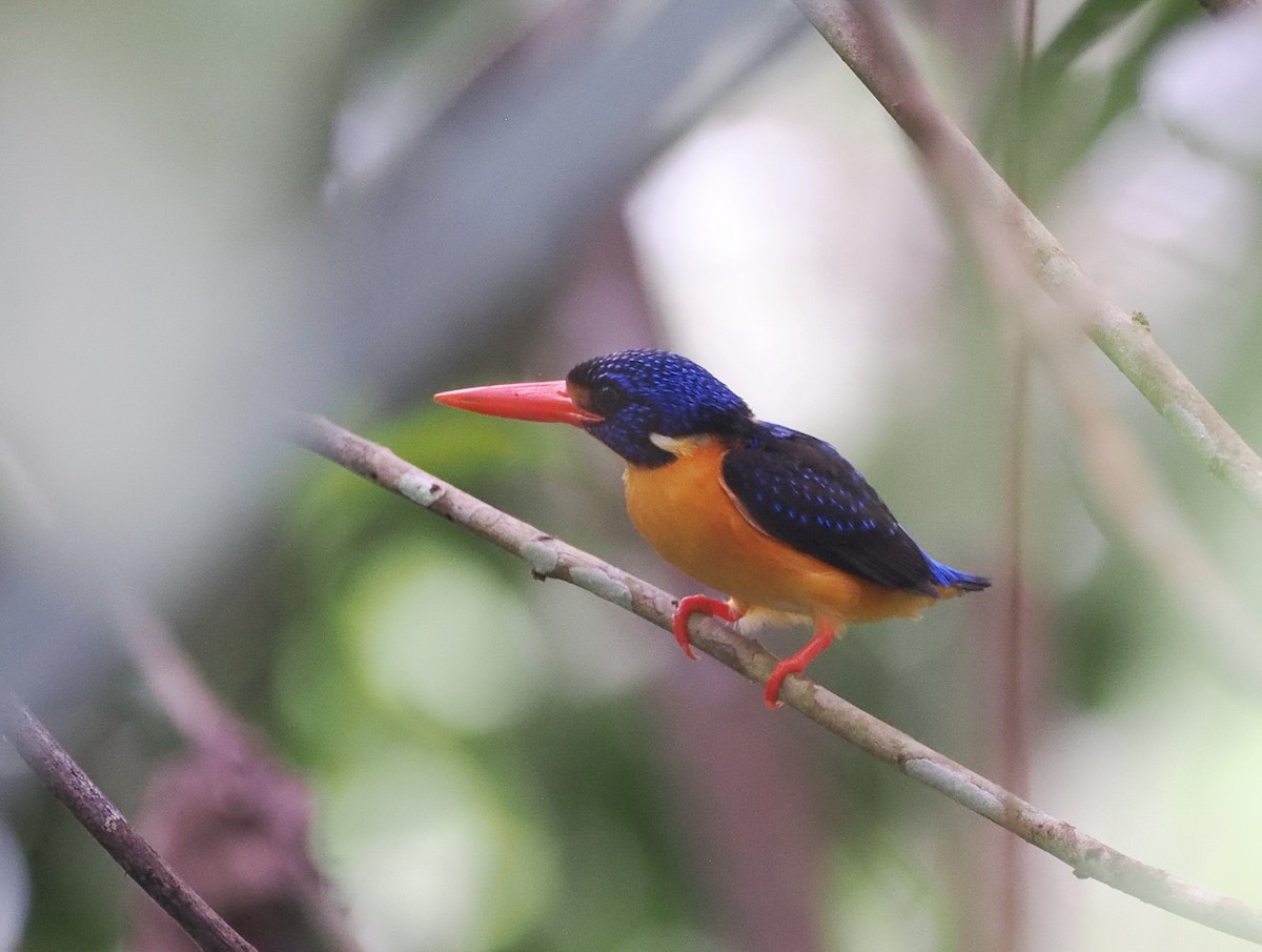 Moluccan Dwarf-Kingfisher (Seram) - ML620978086