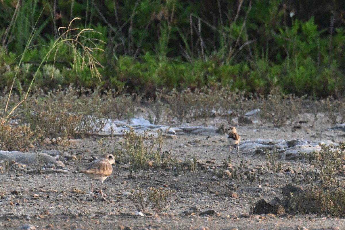 White-faced Plover - ML620978093