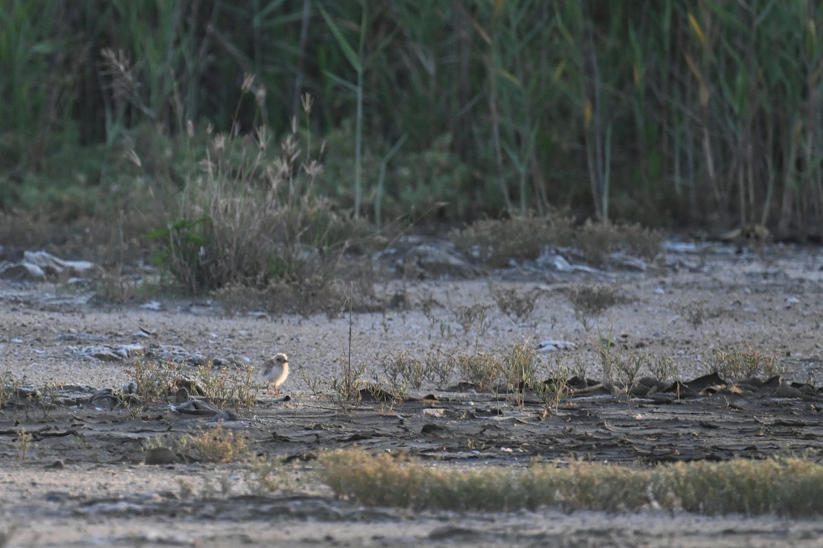 Little Tern - Ting-Wei (廷維) HUNG (洪)