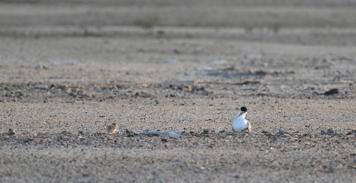 Little Tern - ML620978099