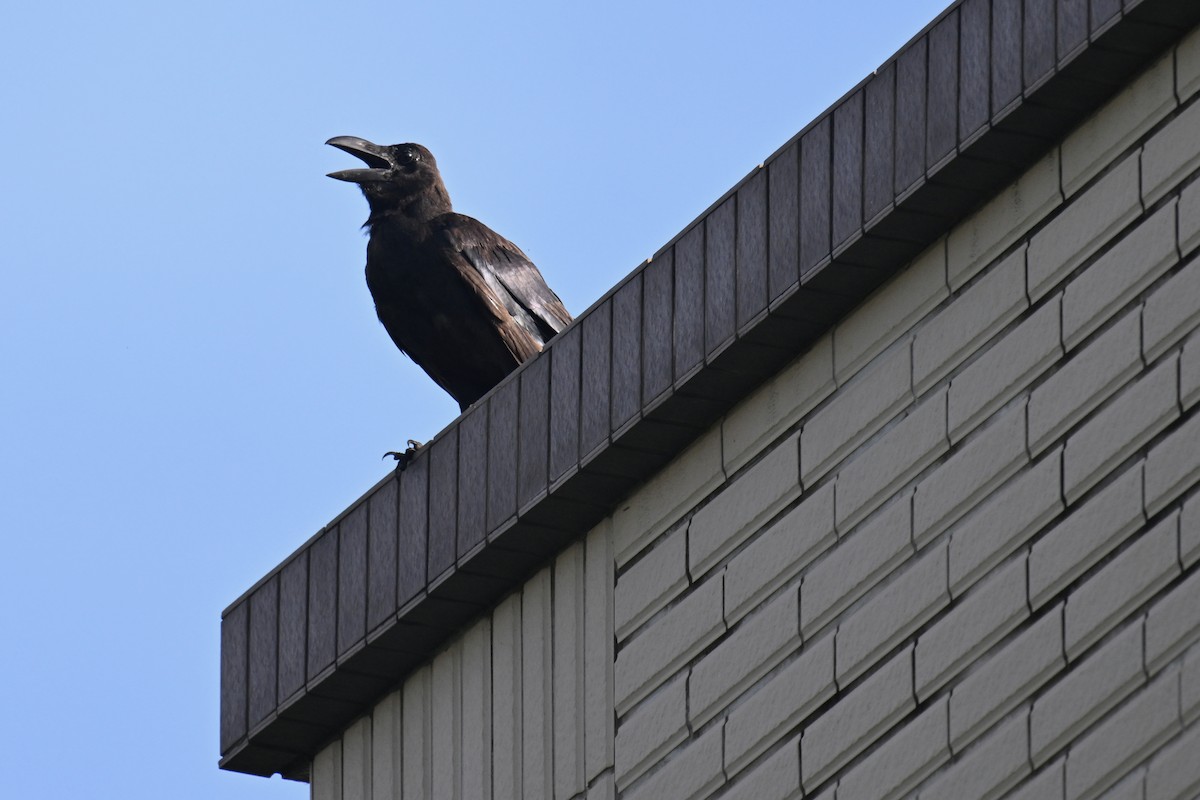 Large-billed Crow - ML620978104