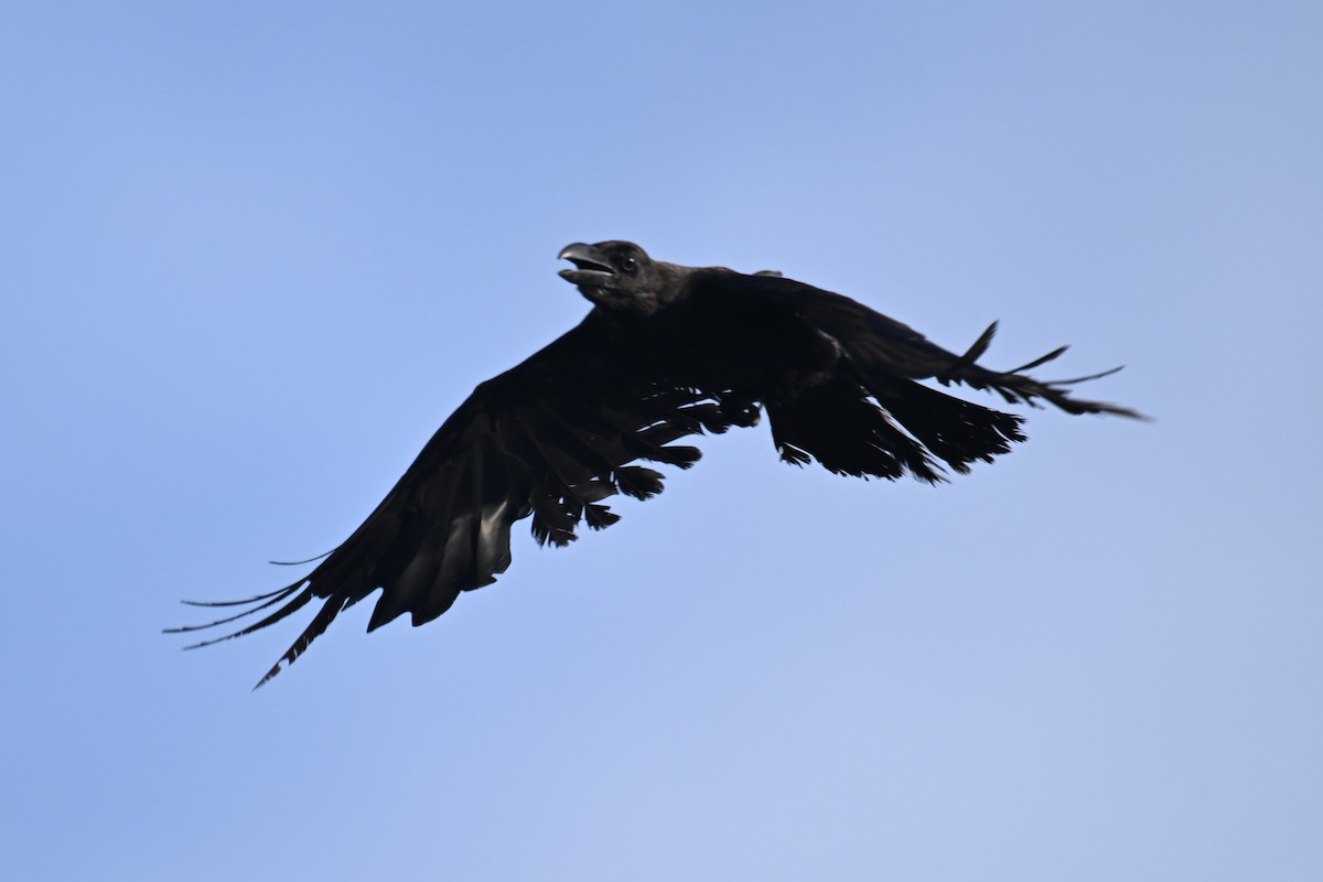 Large-billed Crow - ML620978106