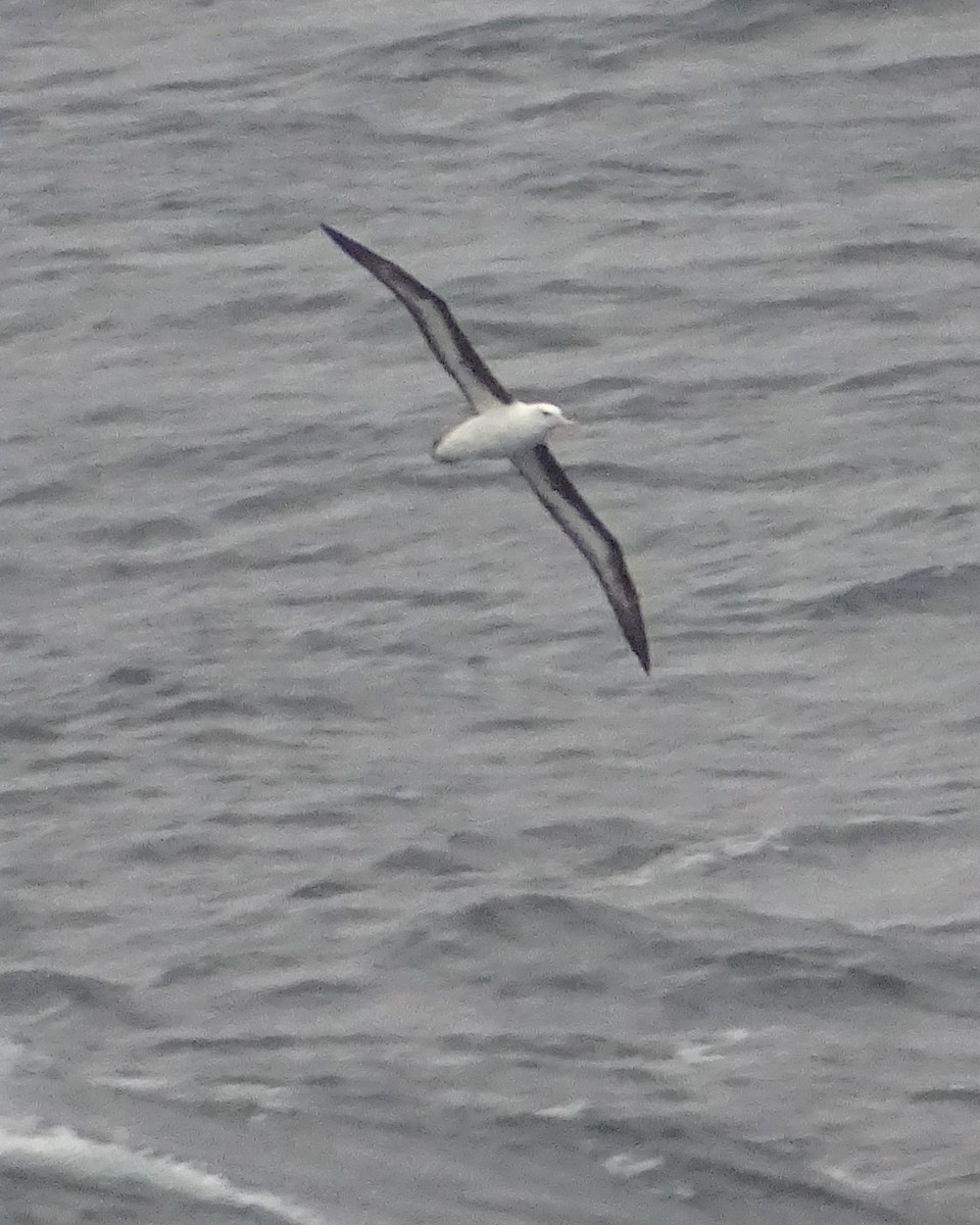 albatros černobrvý - ML620978108