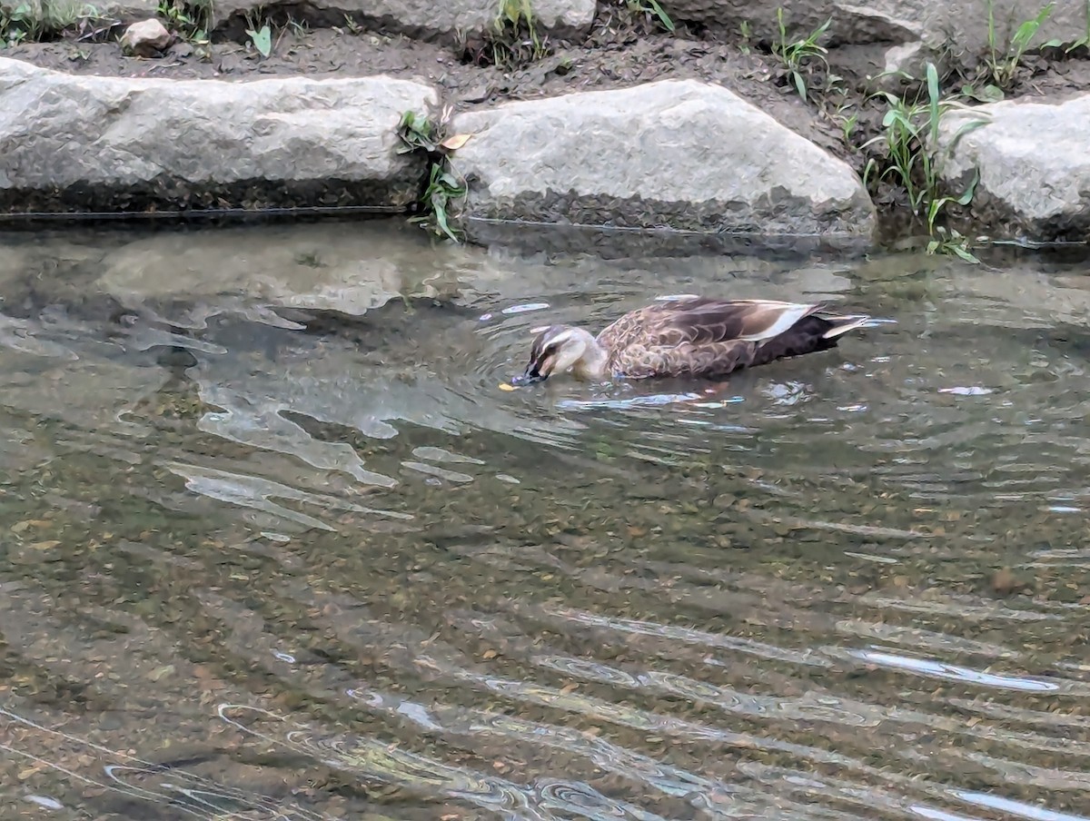 Eastern Spot-billed Duck - ML620978116