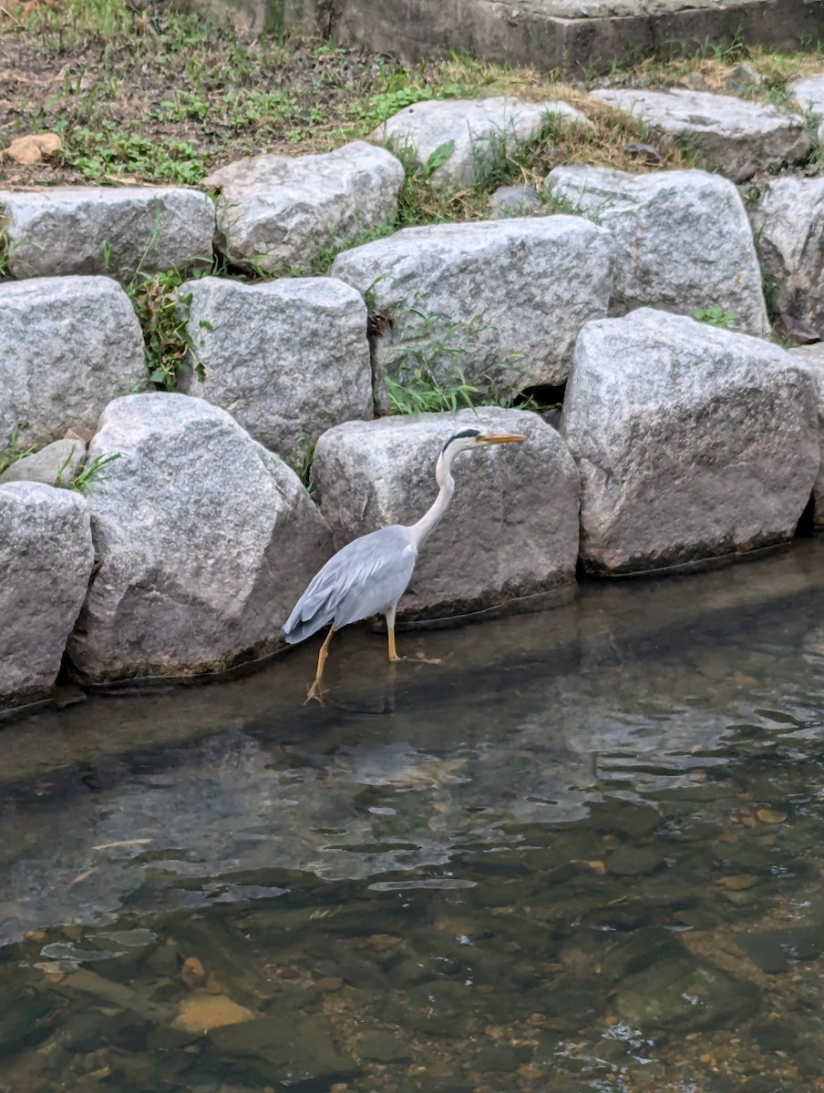 Gray Heron - ML620978125