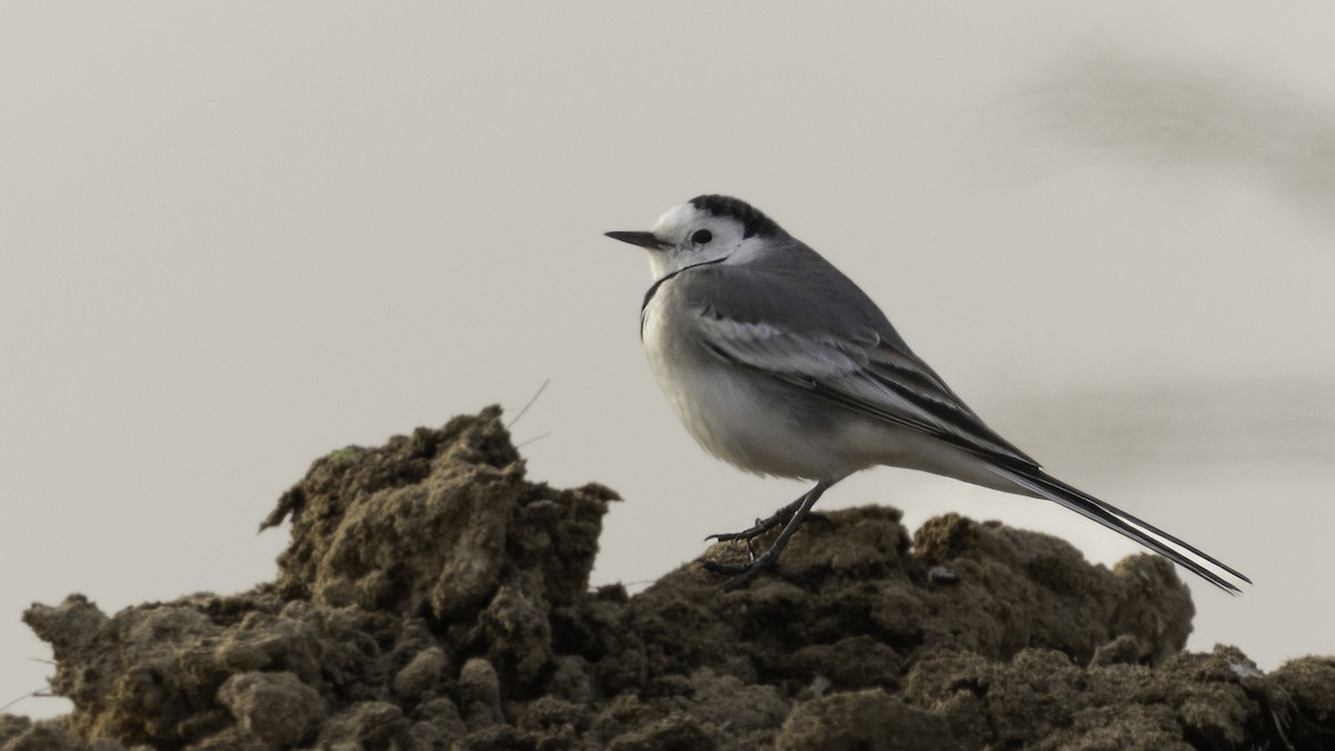 White Wagtail (White-faced) - ML620978139