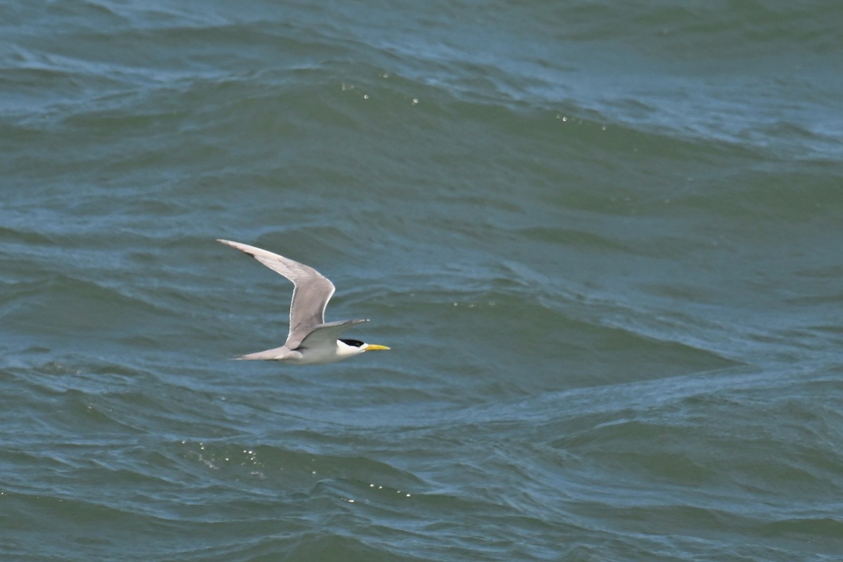 Great Crested Tern - ML620978140