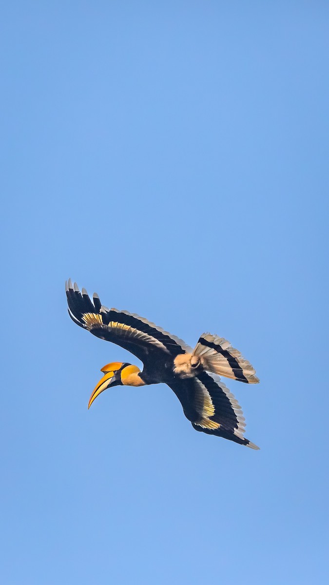 Great Hornbill - ML620978148