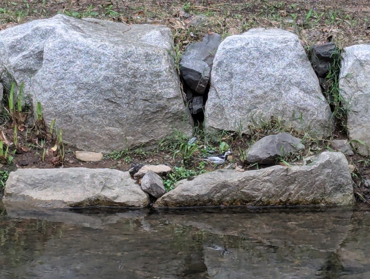 Japanese Wagtail - ML620978150