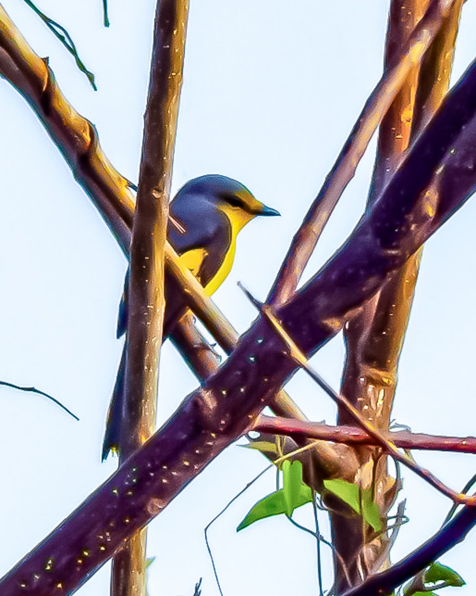 Minivet Naranja - ML620978153