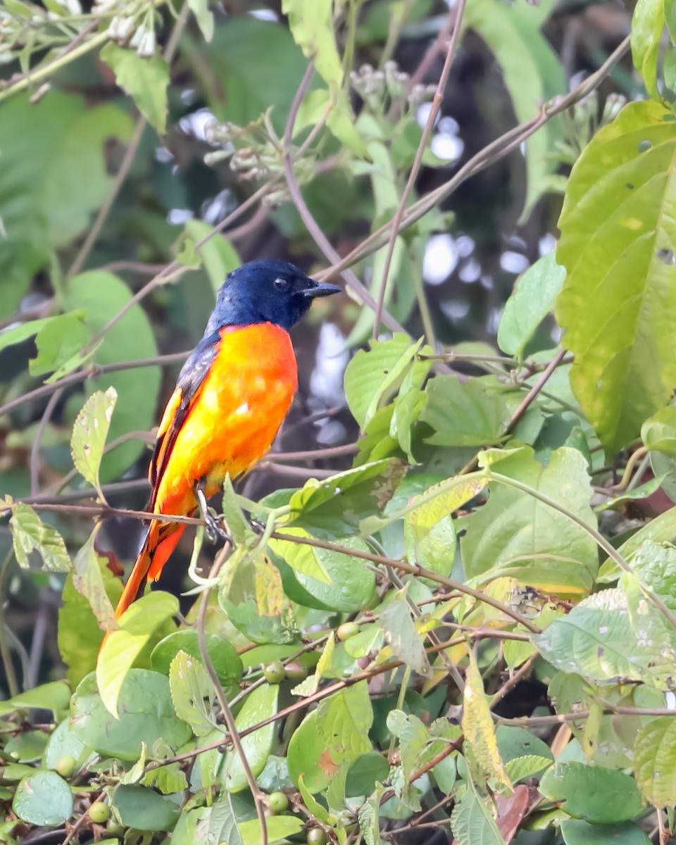 Orange Minivet - ML620978154