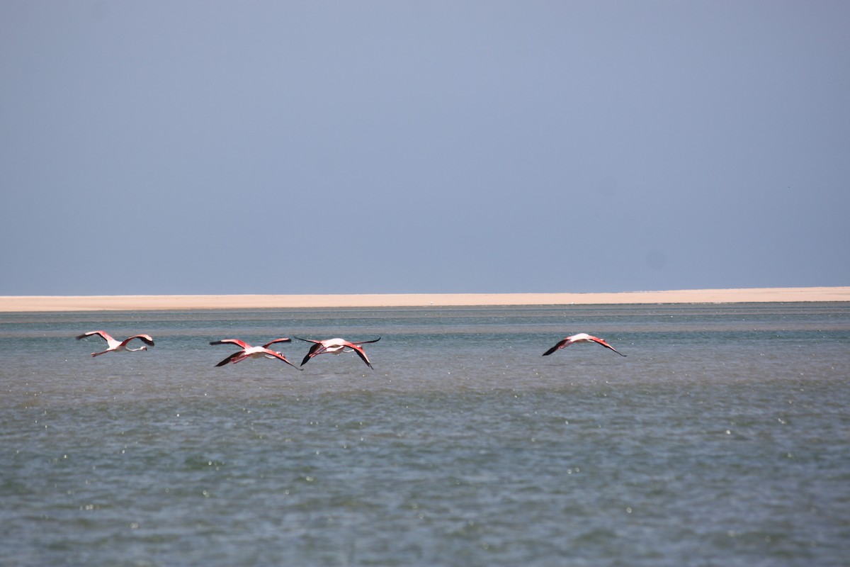Greater Flamingo - ML620978155